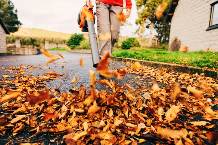 A person using a leaf blower to clear fallen leaves from a path, with leaves flying in the air.